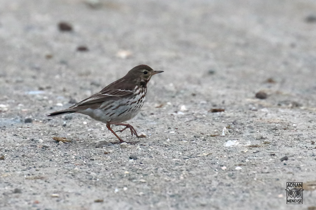 American Pipit